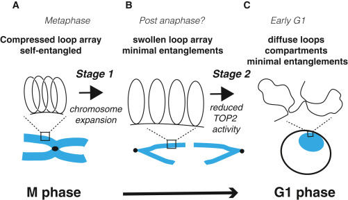 Entangling and disentangling mitotic chromosomes dlvr.it/T5hTgv