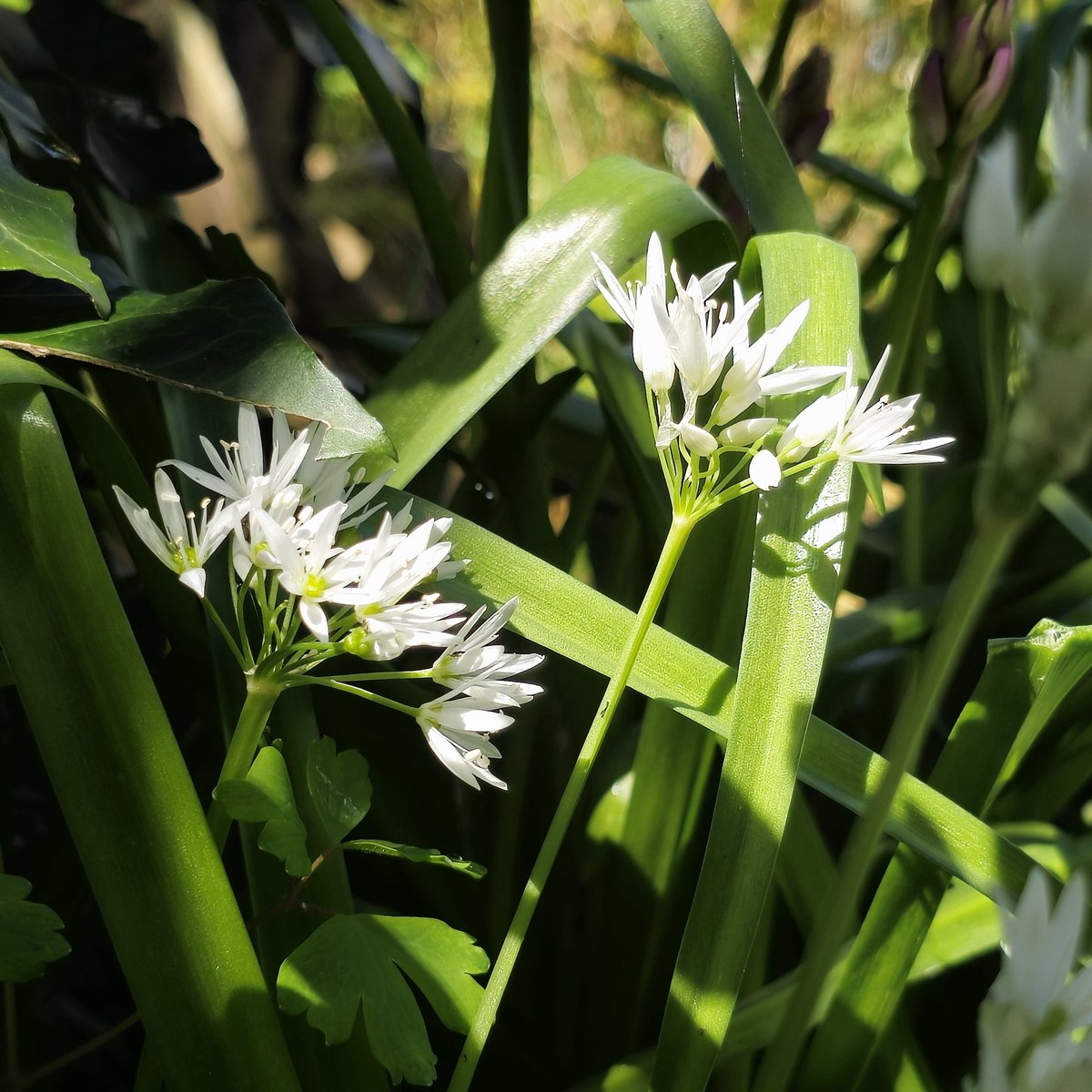 💚What a treat to see everything growing so quickly now we are seeing some sunshine ...in-between the showers ☺️💚 #spring #wildgarlic