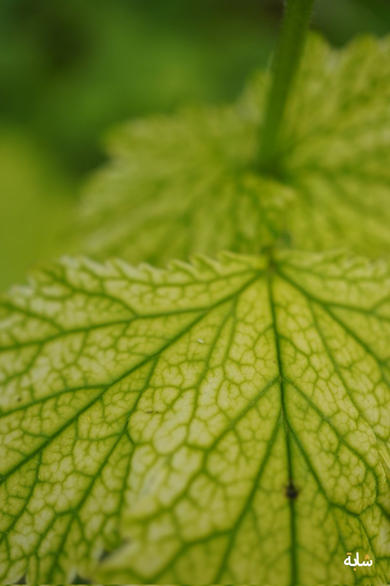 Bonjour ! #nature #feuille #vert ❤️ 😉 😃 💚💕