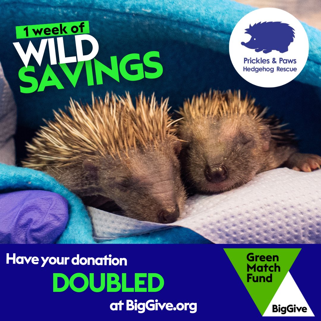 💚The big give: match funding available for 1 week💚 Last year we admitted nearly 300 hoglets and with our admissions increasing year on year YOU can help us get ready for this season. Follow the link to donate and your donation will be doubled! donate.biggive.org/campaign/a0569…