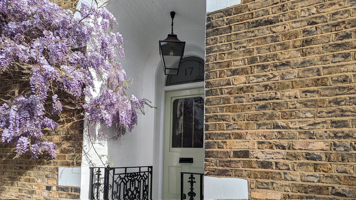 Homes in Hackney and their Wisteria. #spring #nature #wisteria #sensesofspring @WildLondon #hackney #eastlondon