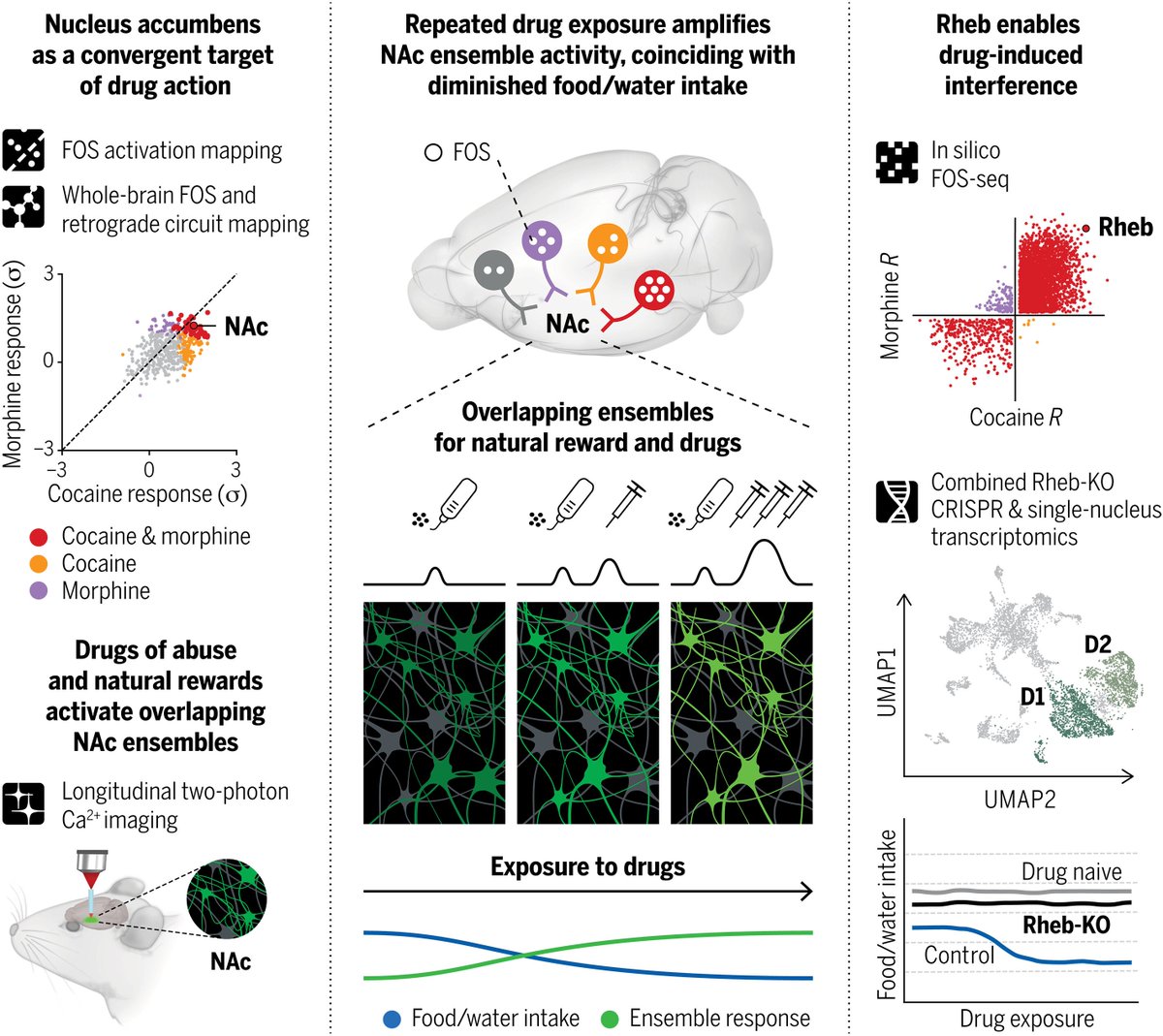 The study integrates numerous experimental approaches to demonstrate neural and molecular substrates through which repeated exposure to cocaine or morphine corrupts an individual's responses to natural rewards. science.org/doi/10.1126/sc… mountsinai.org/about/newsroom…