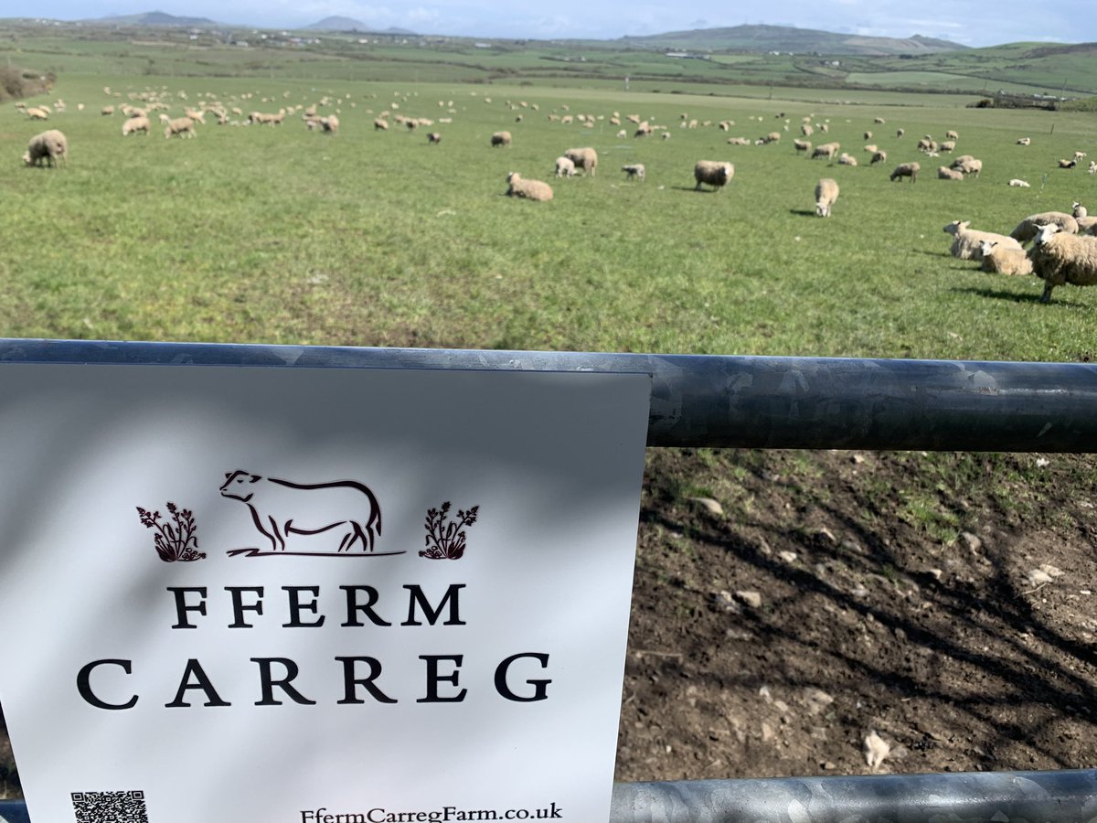 Fferm Carreg Farm tweet media