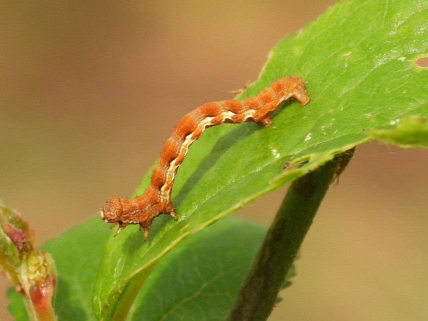 Mottled Umber caterpillar on Beeston Common today