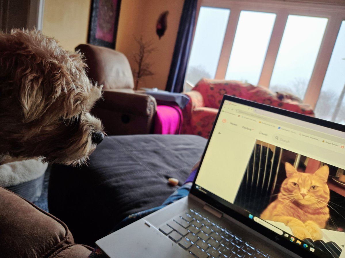 Rainy, windy, and cold AF today. Juniper's requirements? Show her videos of cats playing the piano. #dogsoftwitter #dogsofx #borderterrier #juniper