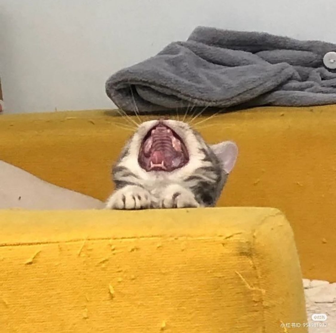 Punch Cat tweet media
