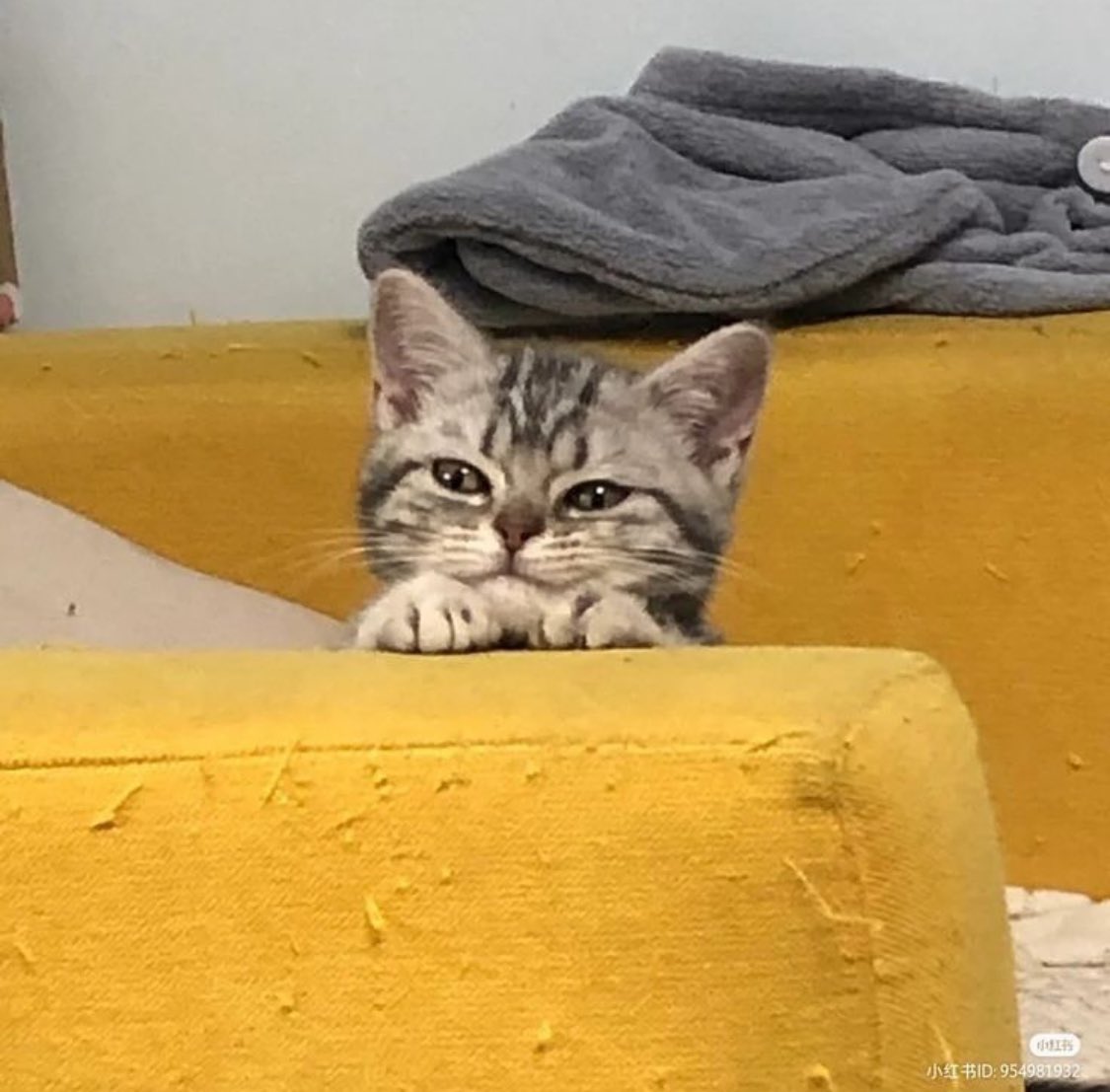 Punch Cat tweet media