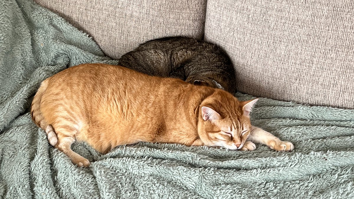 Linus #cat remains the devoted service #animal to any elderly or sick #dogs or #cats. He took care of 18 year old Milo dog in his final 2 years and he's taking good care of 15 year old Silver now.