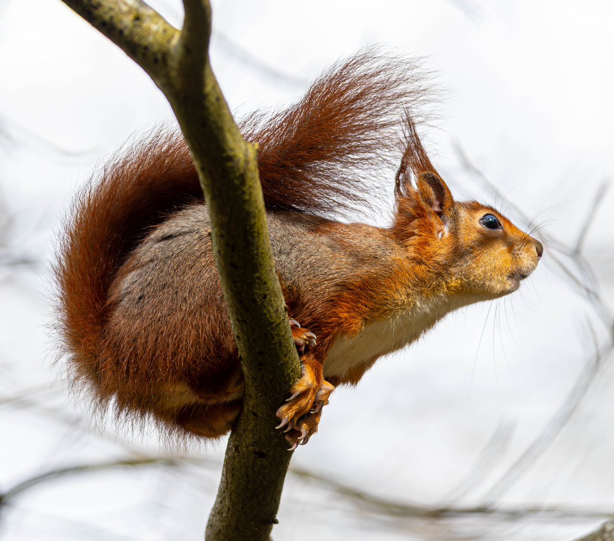 Sat amongst red squirrels at The Dingle on Anglesey
