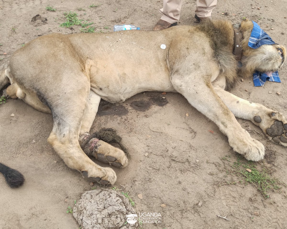 Last night, an urgent alert reached us regarding a lion spotted with what appeared to be a wheel trap entangled around its leg within #QueenElizabethNationalPark. Without delay, our team sprang into action, leveraging @EarthRangerTech, the park management system that 1/6