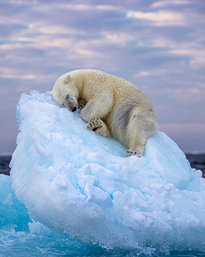JamesLucasIT's tweet photo. 30. This stunning photo of a young polar bear drifting to sleep on an iceberg—by British amateur photographer Nima Sarikhani—has won the Wildlife Photographer of the Year People's Choice Award. https://t.co/q44TAhKLh3
