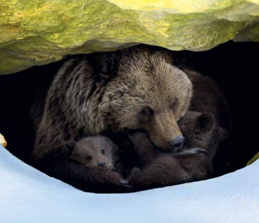 In the March issue of #TPhysMag, learn about how understanding the functional genomics involved in bear hibernation could enhance human health in 'The Bear Necessities': ow.ly/vkfW50QMB6m