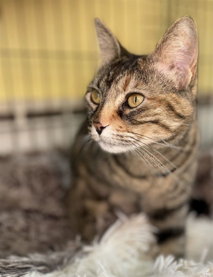 Hello my name is Elvira! I am a 3 year old princess and would love to be the only cat. I am pretty mellow. I would love to just have my new parents all to myself so please help me make my dream come true. buff.ly/3U6WeWC