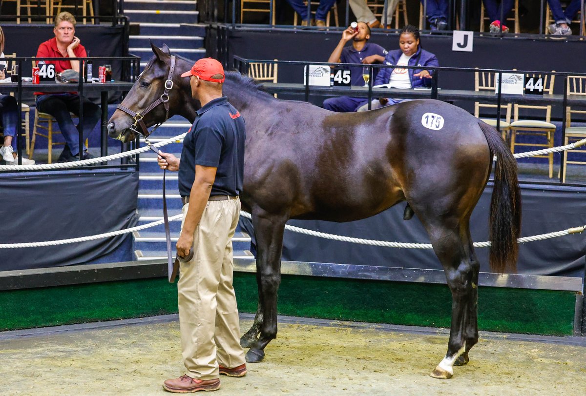 Congratulations to the @HKJC_Racing, purchasing the top priced colt for R6-million on Day 1 of the @BloodstockSA1 National Yearling Sale. The Gimmethegreenlight colt consigned by Wilgerbosdrift sold as Lot 175. Images: @CandiesePhoto