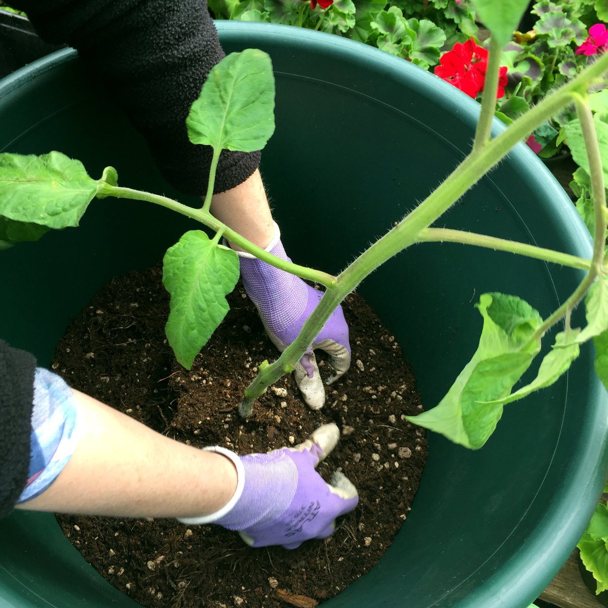 G2GMinistries's tweet photo. How to Plant a Tomato https://t.co/lnB9wWMhp2 https://t.co/cykZPG3YWw