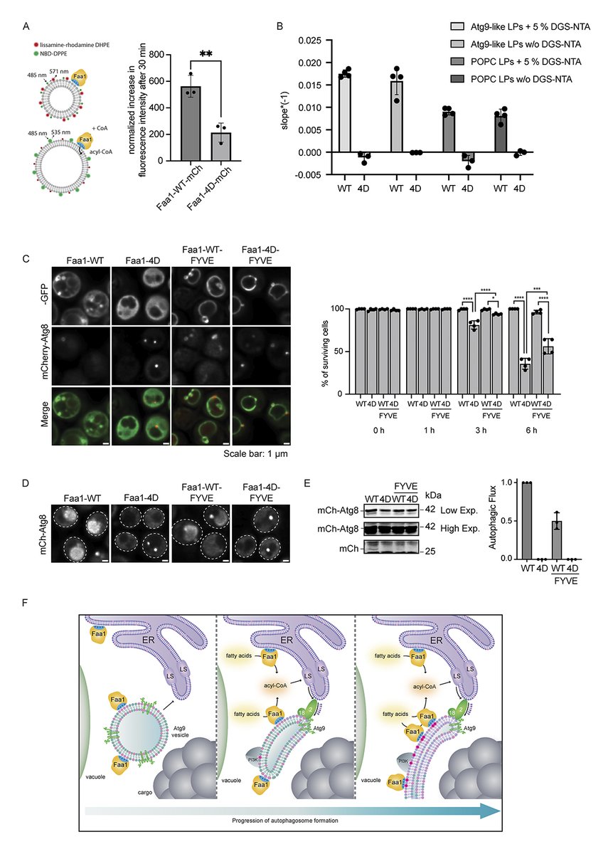 Physiological Faa1 membrane localization is required for efficient #lipid incorporation and maintenance of autophagic flux. From Baumann, Achleitner, @susanna_tulli, @martens_sascha et al. dissecting Faa1 function and recruitment during #autophagy hubs.la/Q02rQDVY0