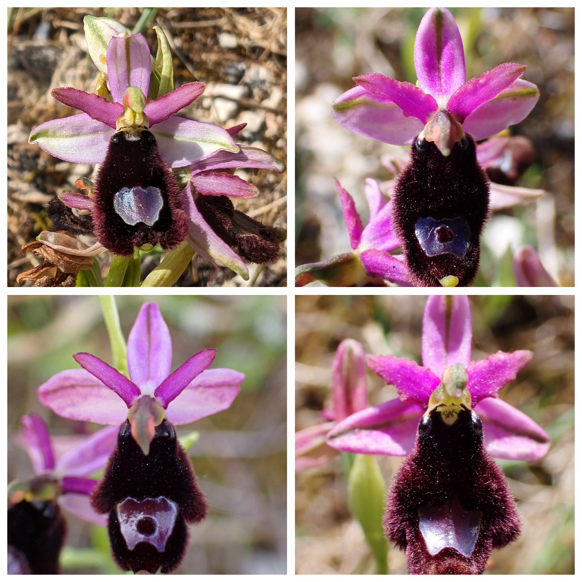 Ophrys x flavicans Vis. 
(0. bertoloni x O. sphegodes) - the stars of an orchidfest on Vis Island the last couple days 😀 ....💜🇭🇷 @ukorchids