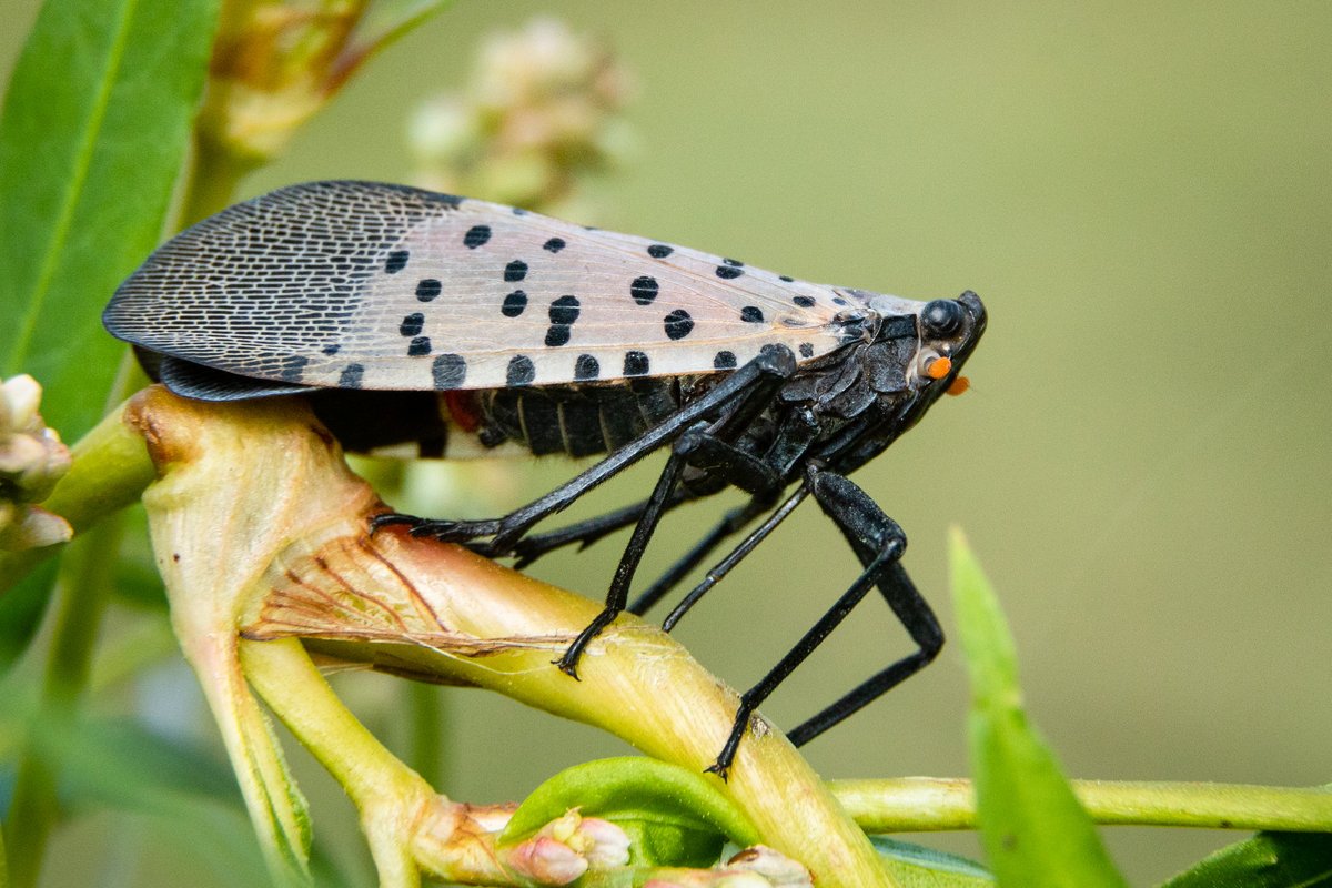 The spotted lanternfly is an invasive species that has caused extensive damage to native trees, especially in Pennsylvania. If you see one make sure to kill it and check your state’s Department of Agriculture website for reporting protocols. 📸Will Parson/Chesapeake Bay Program