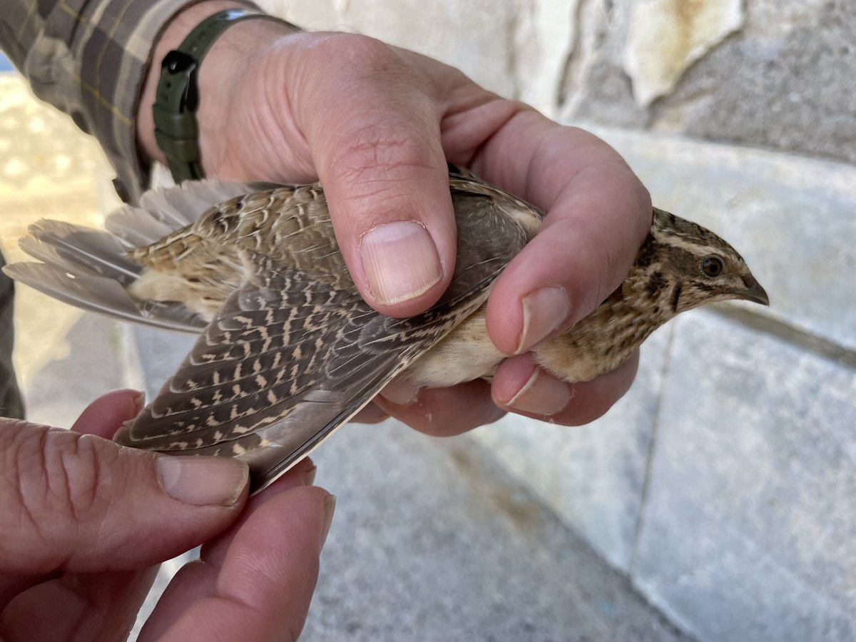 Another great day for visible migration, this time Harriers provided the main interest: 12 Marsh, 4 Pallid, 2 Montagu’s, 3 Pallid/Montagu's.
Also of note were 11 Quail including one that flew in to the wall of the lighthouse &amp; landed by two of the birding team, released unharmed