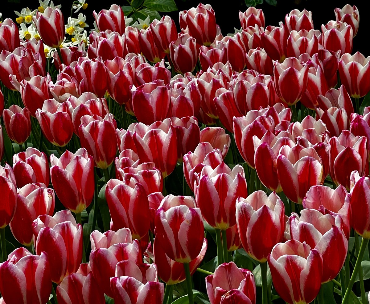 Day 5 of spoiling you with flowers. #Flowers, #Tulips, #Keukenhof, #Photo, #Photography, #Photograph, #Photographer, #Photoscape, #PhotoShare, #ShotOniPhone, #PhotographyIsLife, #PhotographyLover, #ShotWithLove, #iCatching, #AGameOfTones, #ThroughMyEyes.