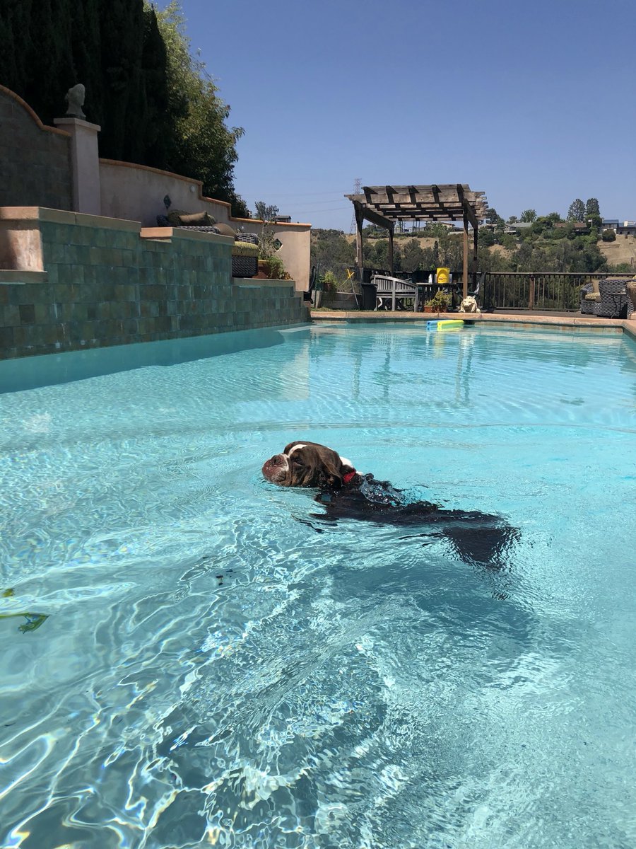 Yes my English bulldog can swim better than most humans