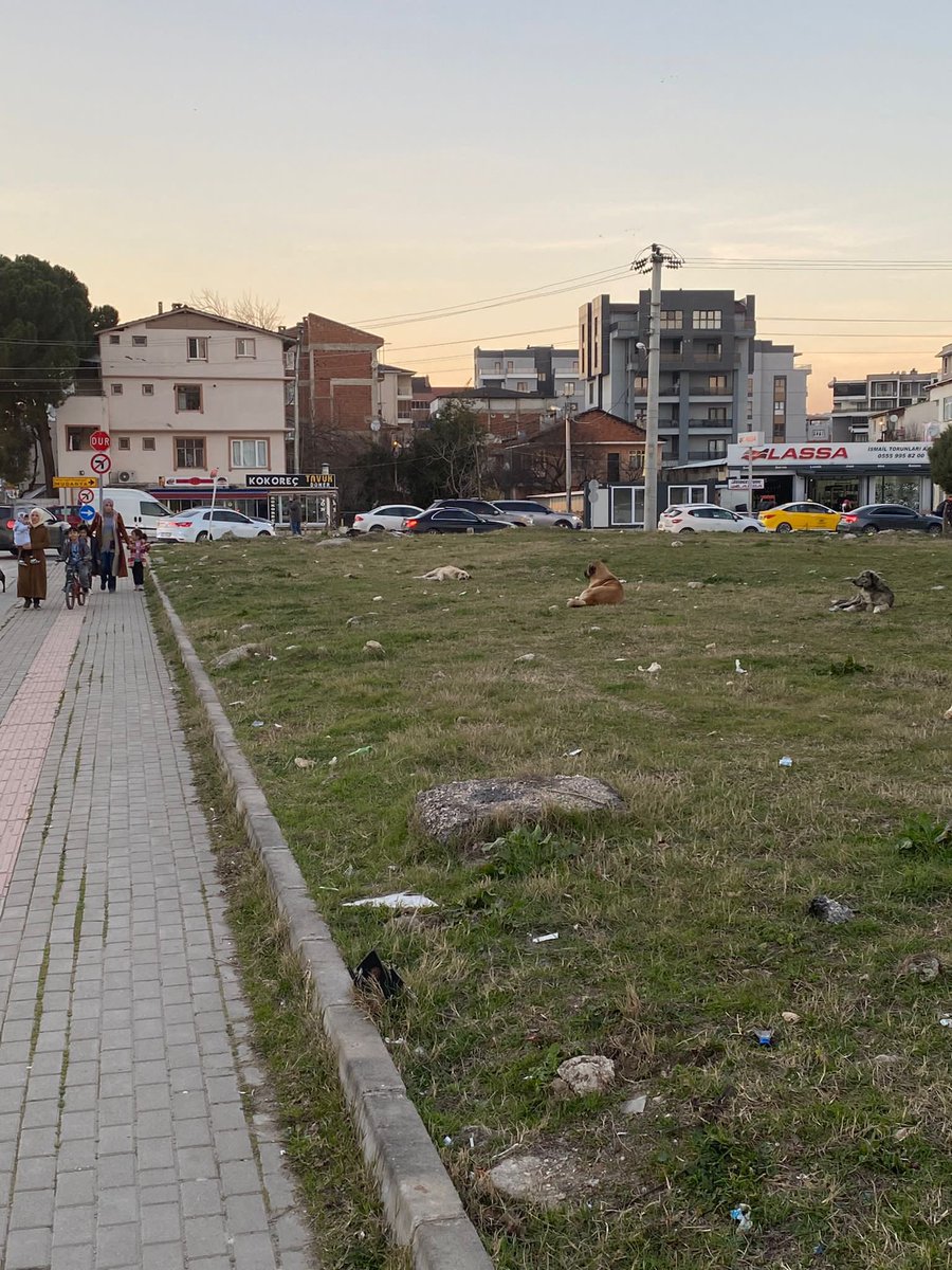 KopekTehlikesi's tweet photo. Bursa'da bir takipçimiz başıboş köpeklerin saldırısına uğradı ve yerde sürüklendi. İnsanlar işe gidip gelirken rutin olarak saldırıya uğruyor. https://t.co/gzS4DbPOZp