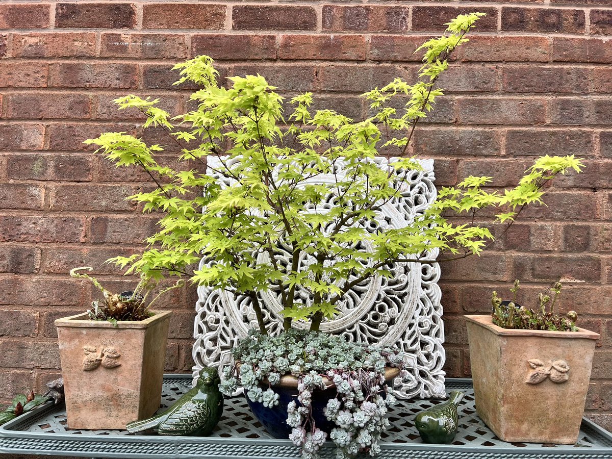 One of this afternoon’s jobs was cutting off the old fronds from these two potted ferns. #gardening