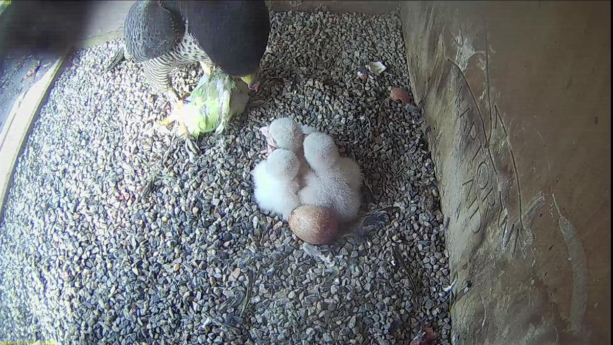FaB Peregrines tweet media