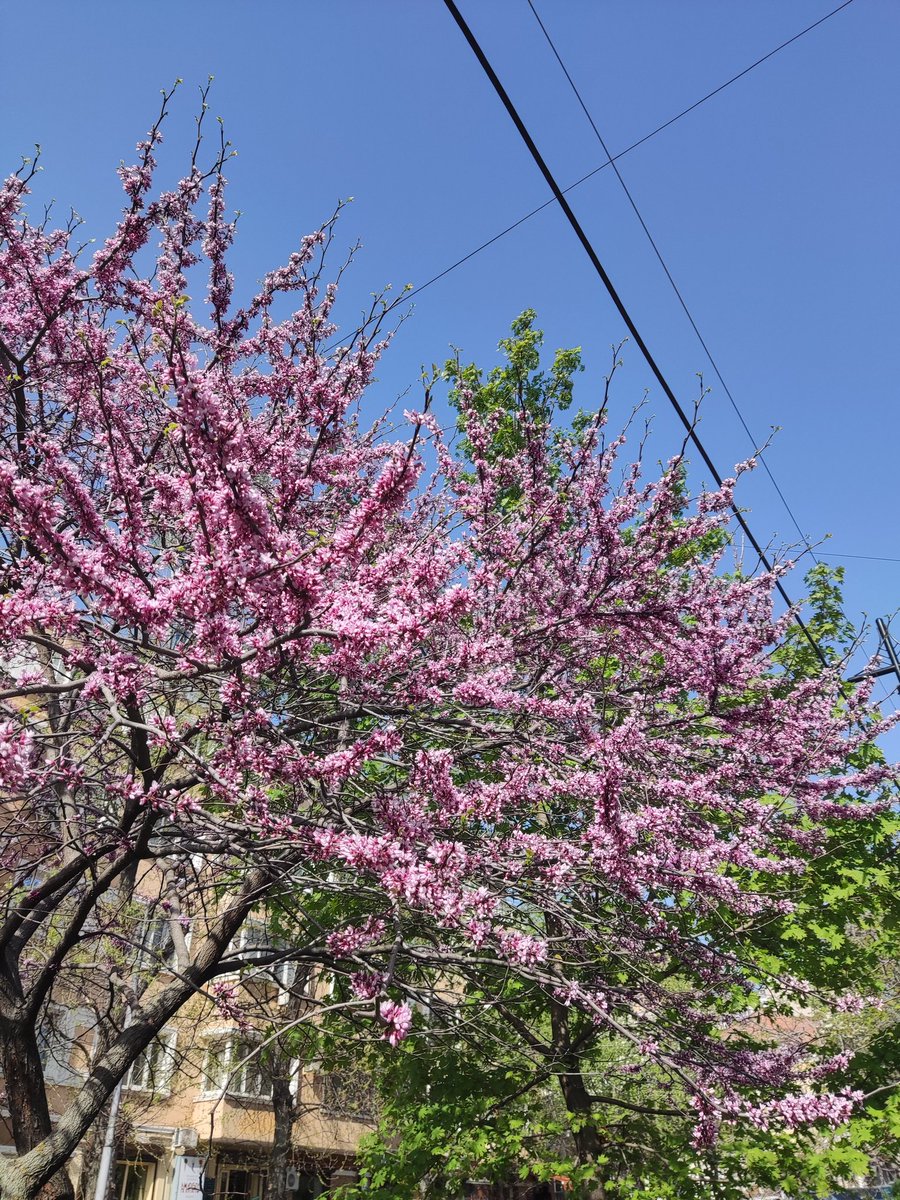 Город цветущий.🌸🩷
