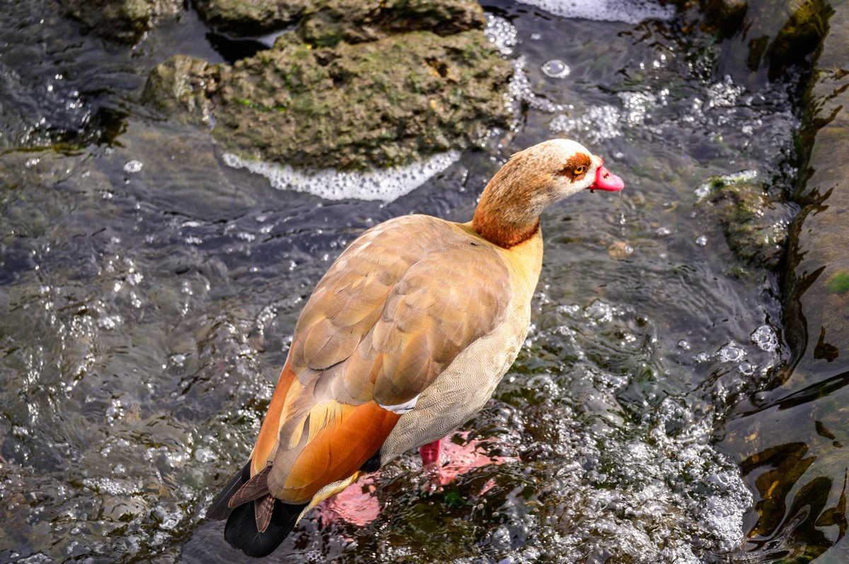 Egyptian goose on the remains of the lower weir on the Wandle delta.