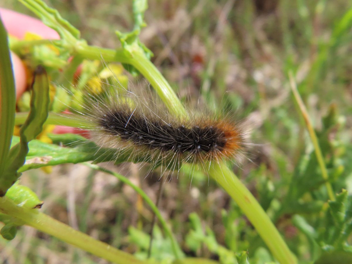 Garden Tiger moth caterpillar I think - South Swale beach on Oxford Ragwort. #moths #caterpillar @savebutterflies @BCKentBranch