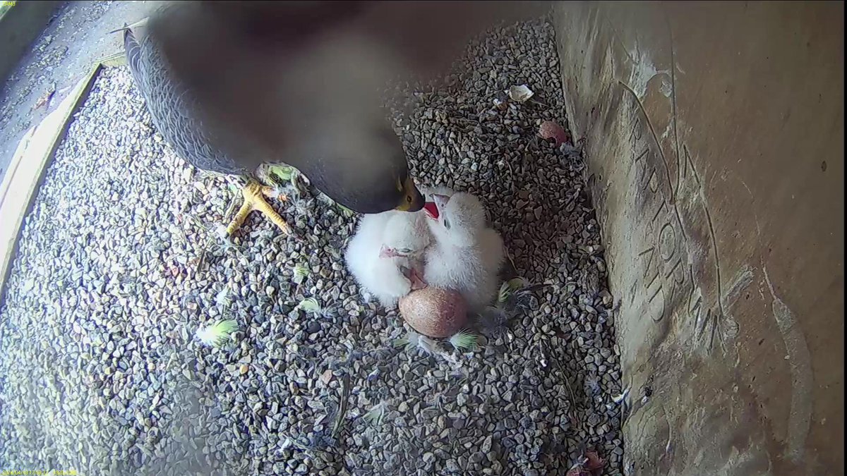 FaB Peregrines tweet media