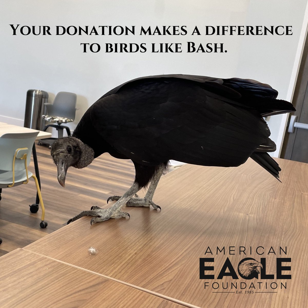 Consider donating to our Wishlist. Right now, our Avian Care Staff especially needs gloves! Staying safe while prepping our raptors' meals requires an abundance of nitrile gloves, especially when preparing Bash's diet. amazon.com/registries/gl/…