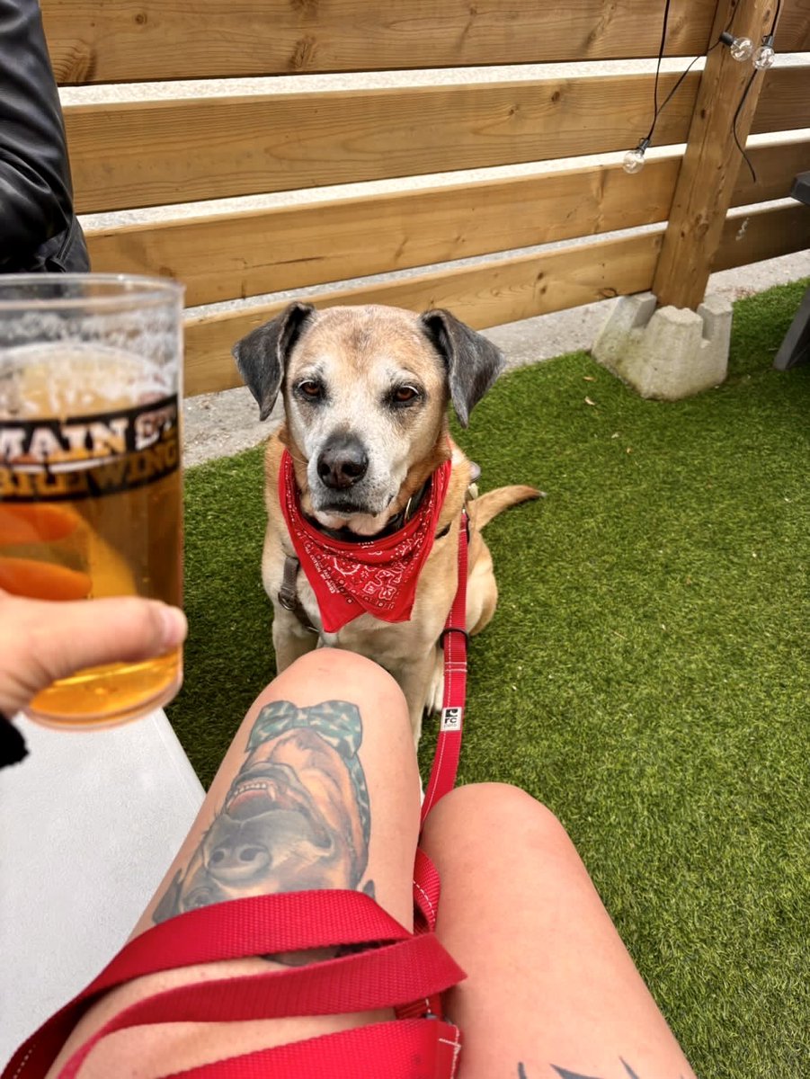 SI SI SEÑIOR

Patios, pints and paws: nothing better.

Thanks to @dogtraining_nearme for bringing the boss a.k.a. Bellamy Texas Bones in his bandanna-ed best to live his best senior dog life on our Scotia Street patio recently.

Happy Hour until 6 p.m. Soak it up.

❤️🍻🌞🕶️🐶🐾🦴