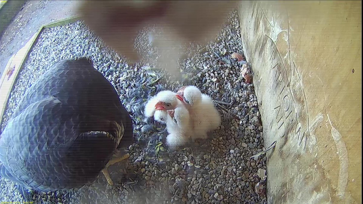 FaB Peregrines tweet media