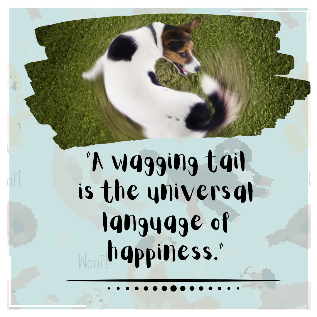 'Unlock Happiness: The Universal Language of a Wagging Tail! 📷
#DogHappiness #WaggingTail #PetLove'
 #PetCompanionship #JoyfulMoments #FurryFriendship