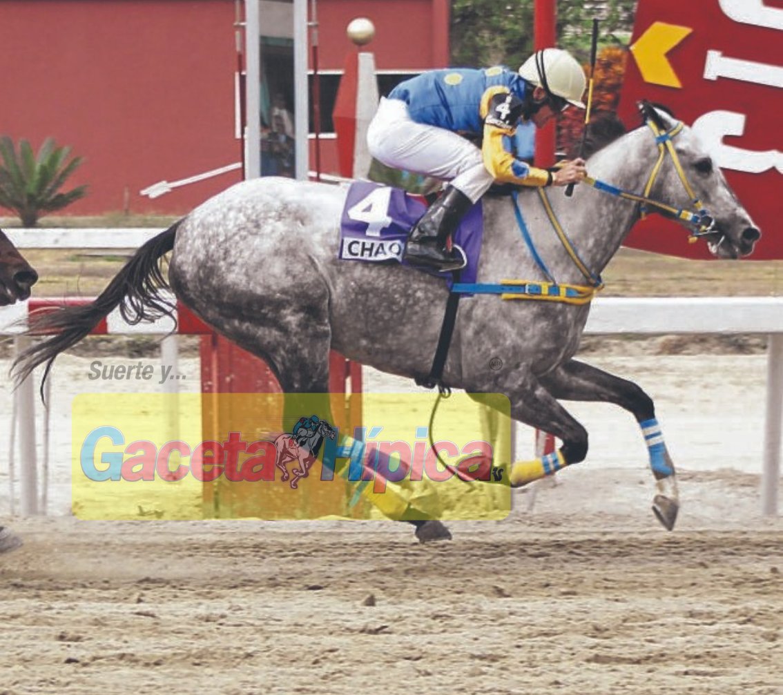¿Cuántos me gustas para Chao? ganador del Clásico Presidente de la República del 2013.🏇🔥🔥

#Hipismo #Meridiano #GacetaHipica #SuerteyGacetaHipica