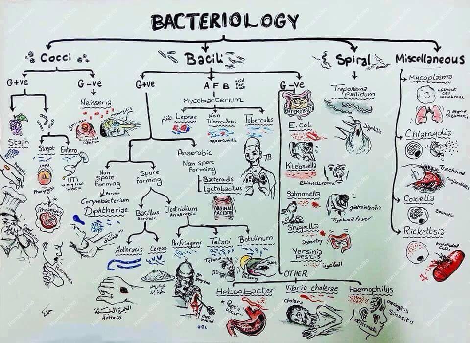Bacteria chart