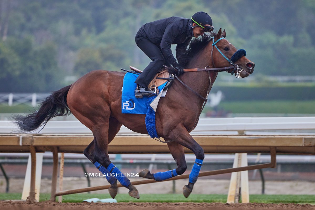 Stronghold this morning under Tony Gutierrez for trainer Phil D'Amato @santaanitapark @PhilDamato11 @KentuckyDerby #KentuckyDerby