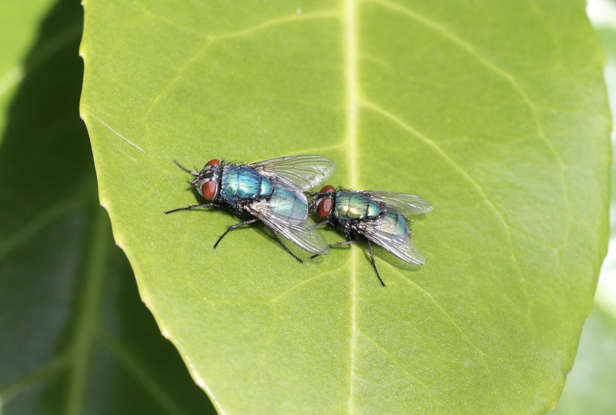 A pair of Lucilia sp flies, female and male, seen 17/04/24 Tamworth @DipteristsForum @Olga00209044 @StaffsWildlife @StaffsEcology #fly #Calliphoridae #Diptera