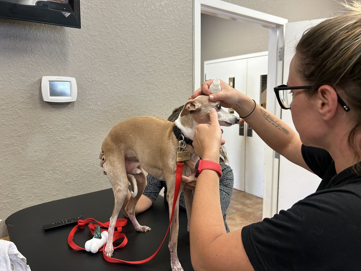 Did you know: The @FireSportsMed folks are multitalented and can even work on our canine friends when something is stuck in their eye?