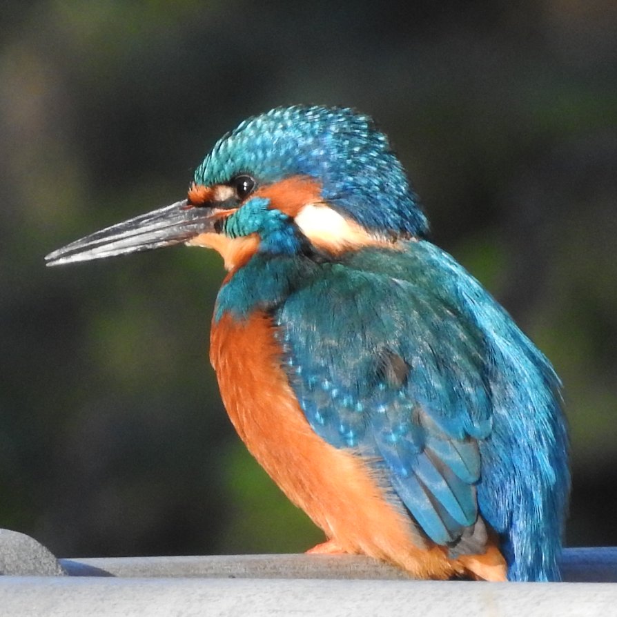 This blue gets rid of any blues. Nature is amazing. #LondonBirds #nature #wildlife #kingfisher #kingfishers @WildLondon @Natures_Voice #walthamstow