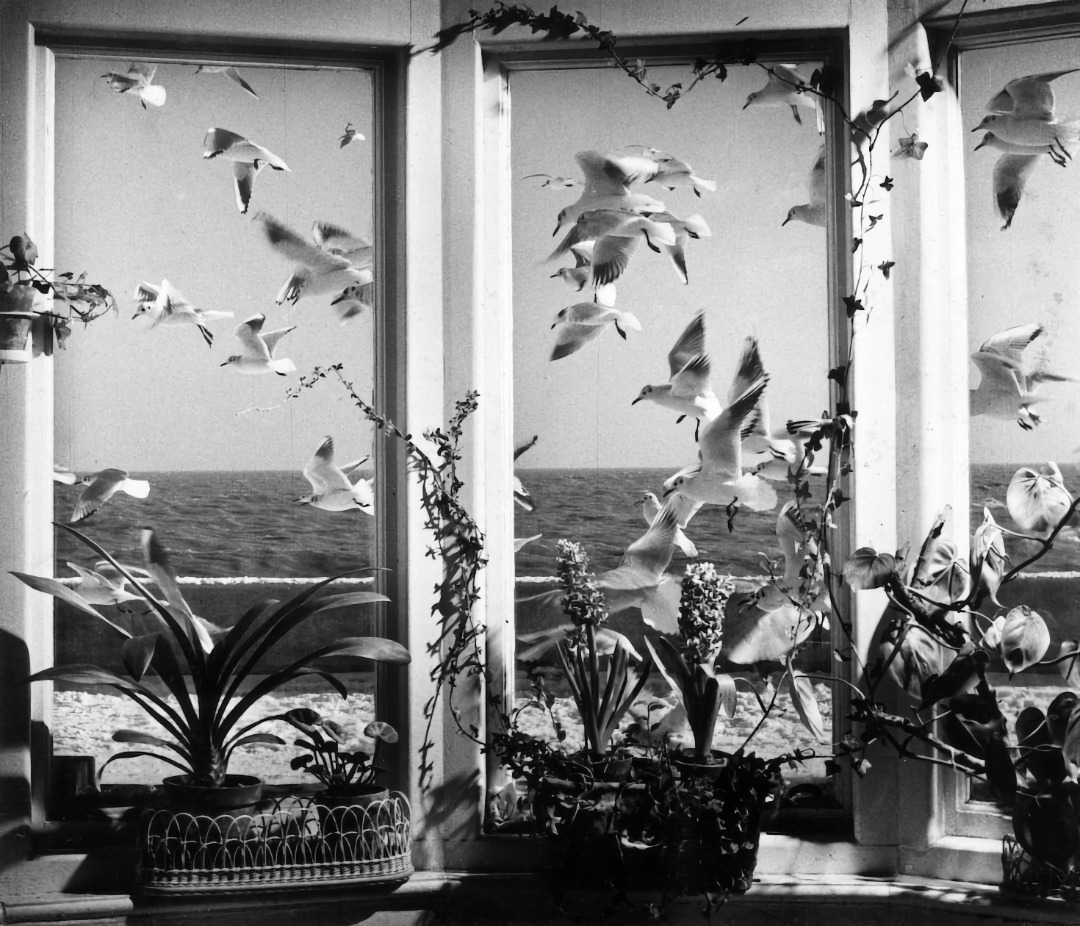 Kurt Hutton, A Flock of Gulls flying over the North Sea viewed through a Bay Window at a House in Aldeburgh, England, 1955.