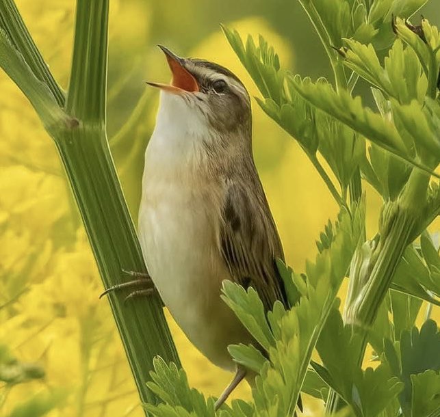 Sedge Warbler On The Levels @AvalonMarshes @somersetbirds