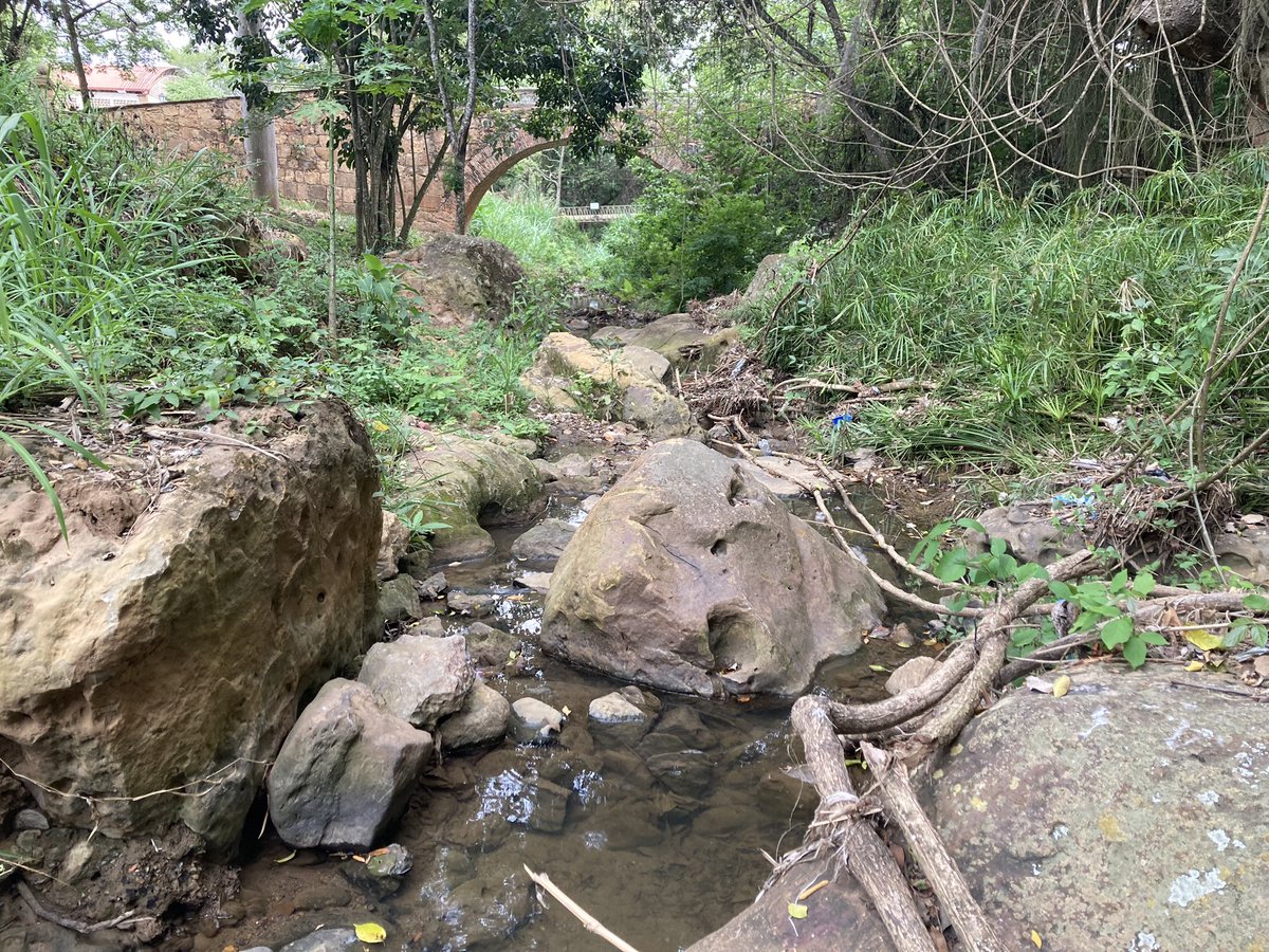 A glimpse of the Barichara River… and how dry it has become. We have a lot of work to do regenerating this territory.