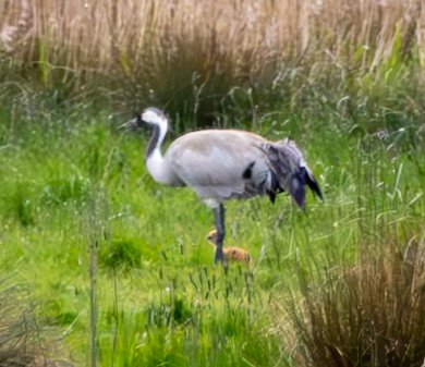 Cranes + chick at Willow Tree Fen this afternoon @Lincsbirding @LWTWildNews