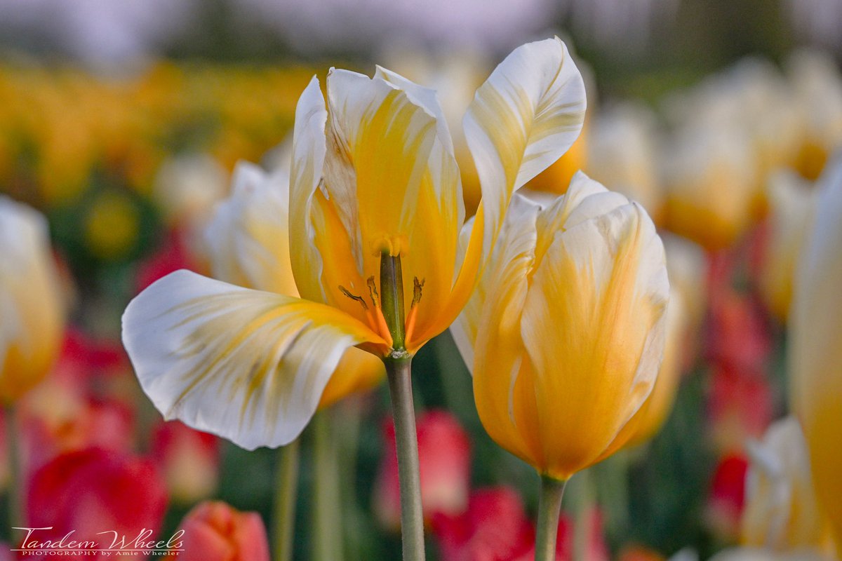 Tulip Sweethearts 💛

The way the buttery yellows & creams blend together in this tulip is simply breathtaking. It's as if the flower is in perfect harmony with its partner, swaying & dancing gracefully in the wind.

#pnw #sonorthwest #wawx #skagitvalley #SkagitTulips #tulips