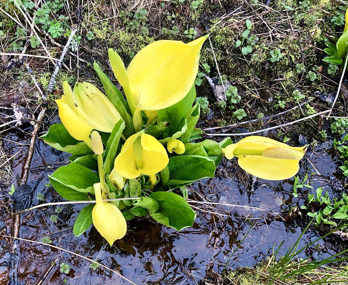 Bit of skunk cabbage newly bloomed for you. Crazy name, crazy plant.