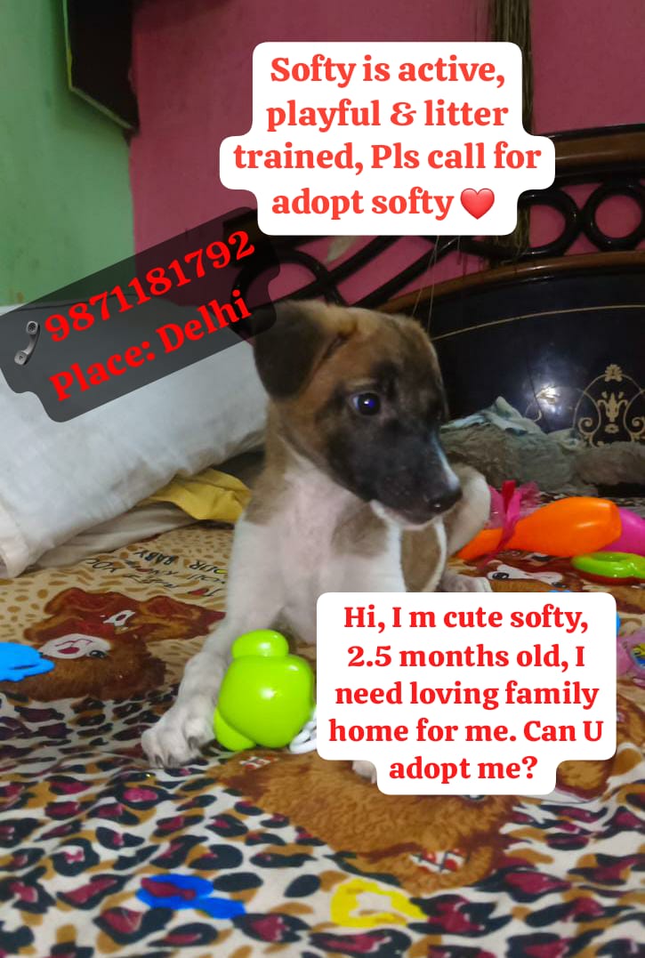 Found softy 40 days ago, didn't find her mother. after care softy is better &amp; active.
Now we need a family for softy for which ur support is needed &amp; without ur support it is not possible. Pls give few minutes for find loving 🏘️ who ll takecare of softy as like their child.