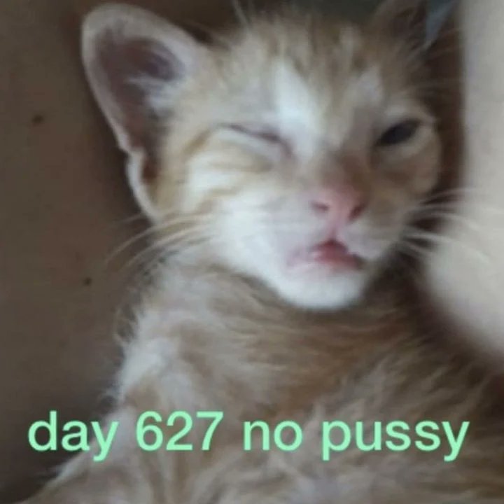 perfil dedicado a gatinhos e peitos tweet media